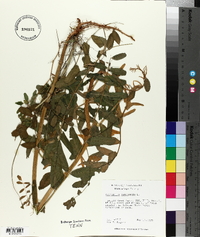 Astragalus canadensis image