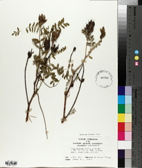 Astragalus canadensis image