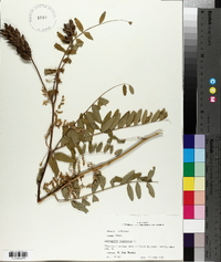 Astragalus canadensis image