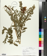 Astragalus canadensis image