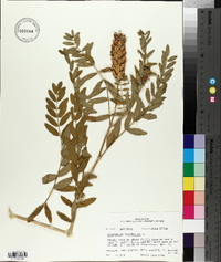 Astragalus canadensis image