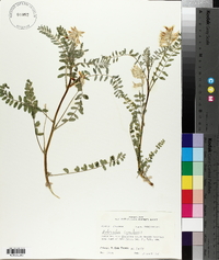 Astragalus canadensis image
