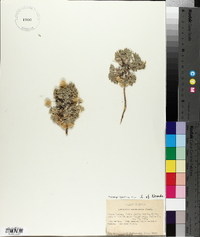 Astragalus purshii var. tinctus image