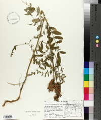 Astragalus canadensis var. mortonii image