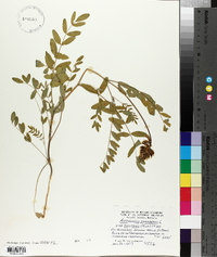 Astragalus canadensis var. mortonii image