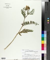 Astragalus canadensis var. mortonii image