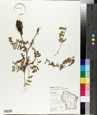 Astragalus canadensis image