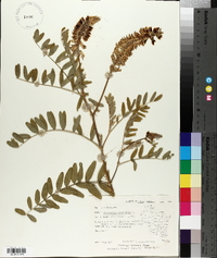 Astragalus canadensis image