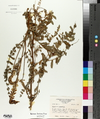 Astragalus canadensis image