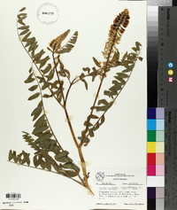 Astragalus canadensis image