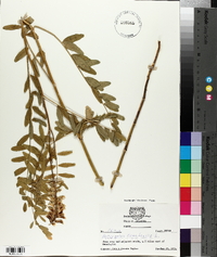 Astragalus canadensis image