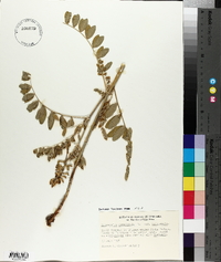 Astragalus canadensis image