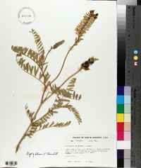 Astragalus canadensis image