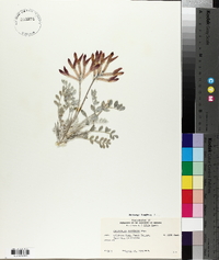 Astragalus coccineus image