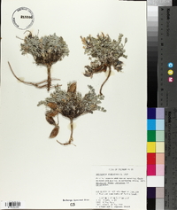 Astragalus chamaeleuce image