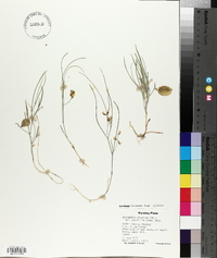 Astragalus ceramicus image