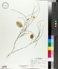 Astragalus ceramicus image