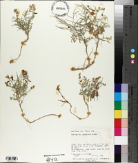 Astragalus ceramicus image