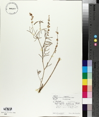 Astragalus ceramicus image