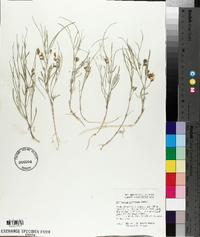 Astragalus ceramicus image