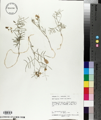 Astragalus ceramicus image