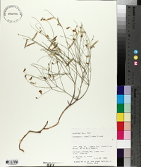 Astragalus convallarius image