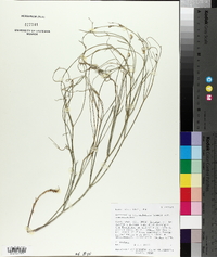 Astragalus convallarius image