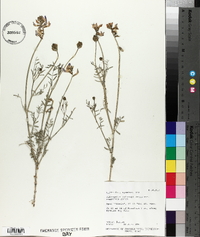 Astragalus coltonii image