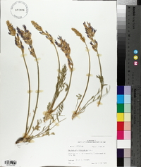 Astragalus crassicarpus image