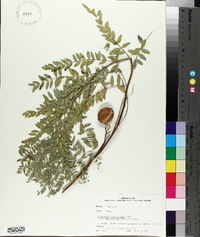 Astragalus crassicarpus var. trichocalyx image