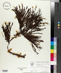 Anadenanthera peregrina image