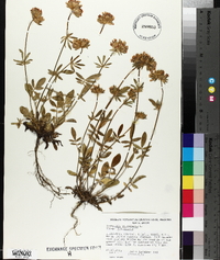 Anthyllis vulneraria image