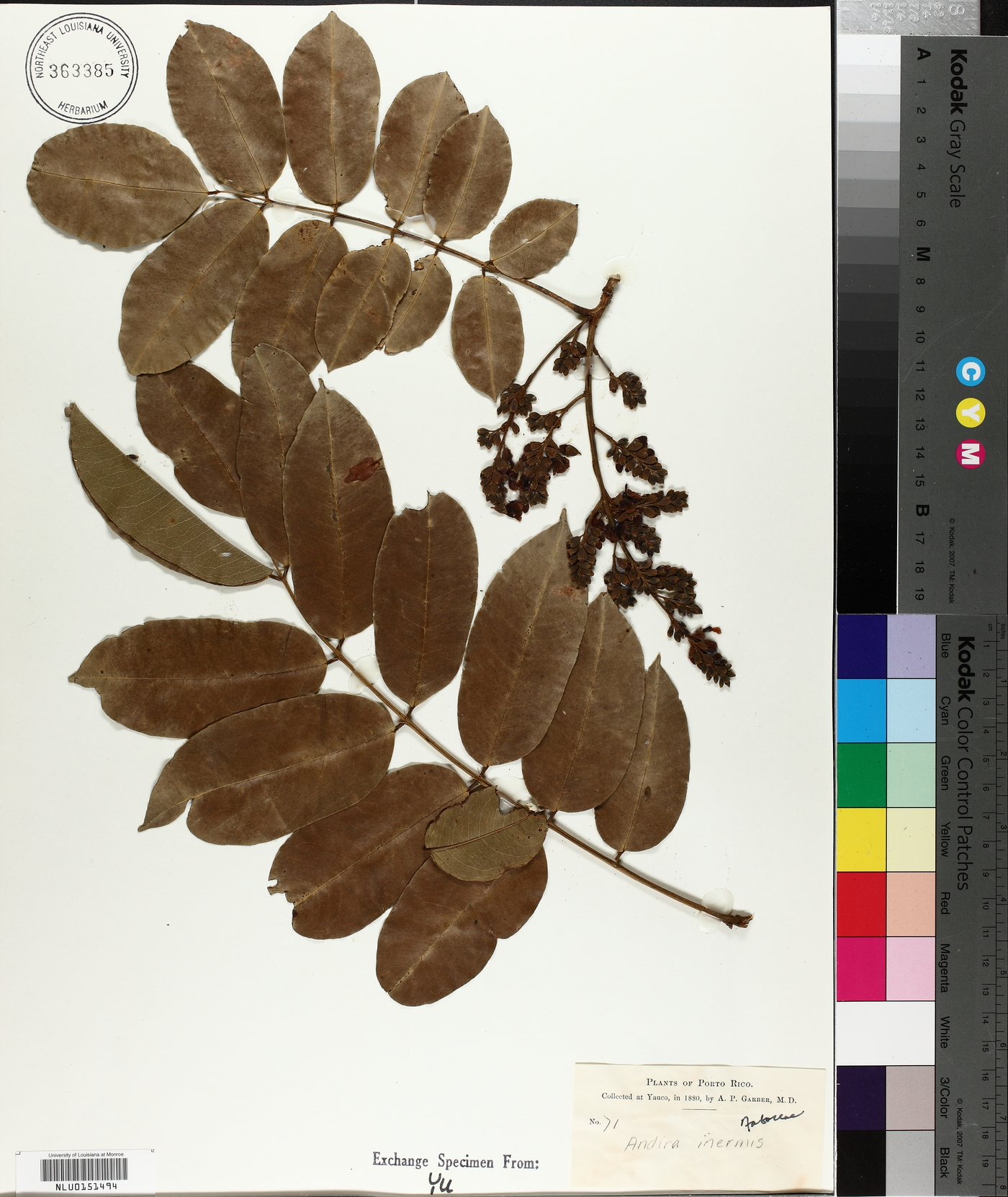 Andira inermis image