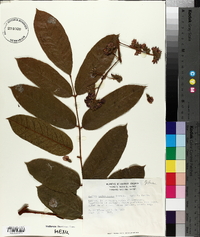 Andira galeottiana image