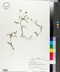Astragalus leptocarpus image
