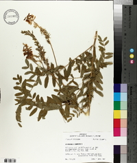 Astragalus canadensis image