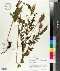 Astragalus canadensis image