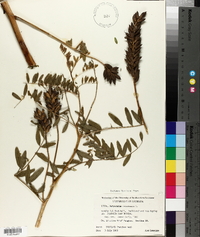 Astragalus canadensis image