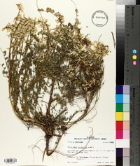 Astragalus soxmaniorum image