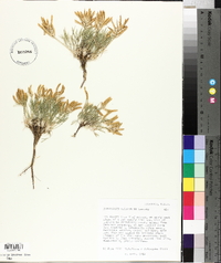 Astragalus detritalis image