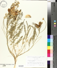 Astragalus douglasii image