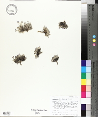 Astragalus drabelliformis image