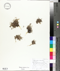 Astragalus drabelliformis image