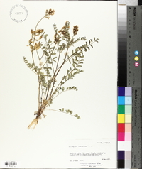 Astragalus eremiticus image