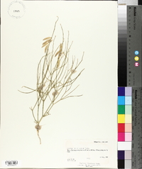 Astragalus ensiformis image