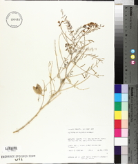 Astragalus fucatus image