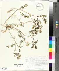 Astragalus iodanthus image