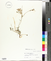 Astragalus humistratus var. humistratus image