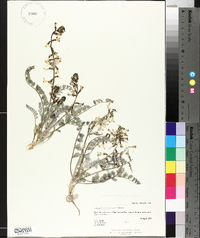 Astragalus layneae image