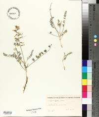 Astragalus layneae image